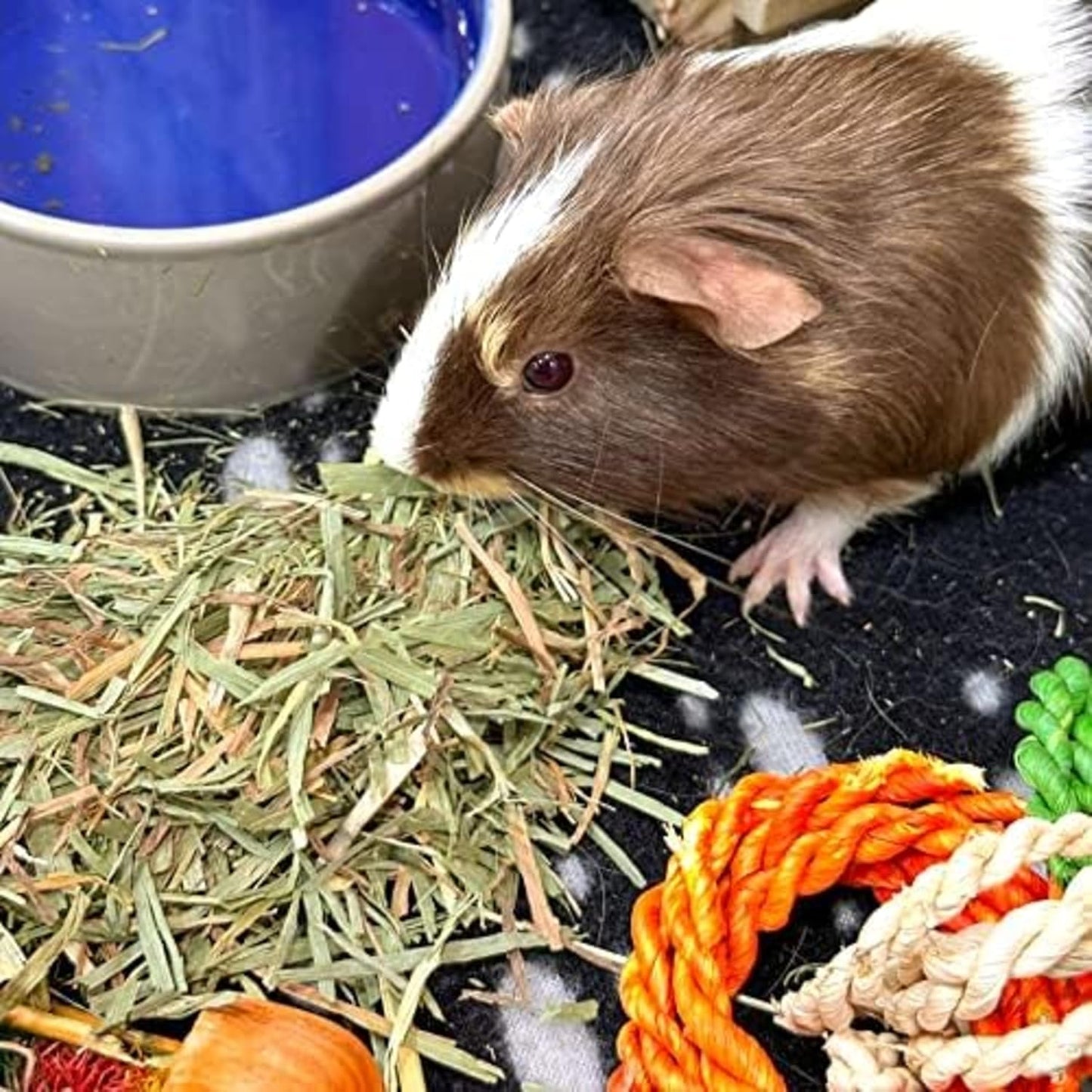 Blue Mountain Hay | Fresh Organic Meadow Hay (40 Ounce) | Mimics Natural Forage | High-Altitude Hay Pet Food for Rabbits, Guinea Pigs, Chinchillas, Hamsters, and Other Small Pets