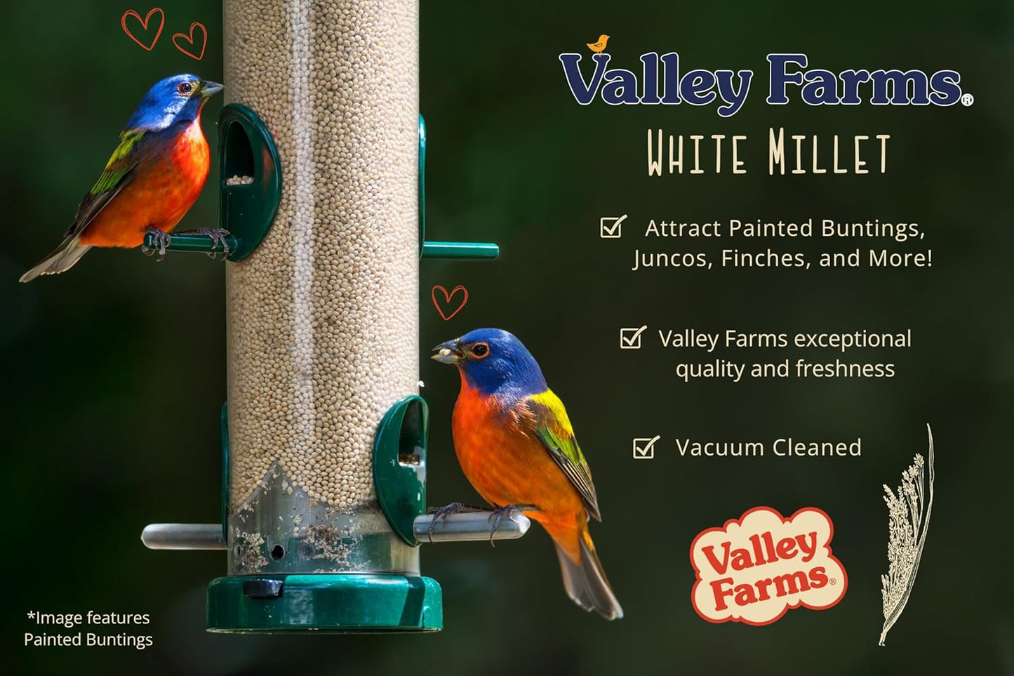 Valley Farms White Millet Wild Bird Seed 5 LB 2-Pack (10 LB Total) for Outside feeders, White proso Millet, Bird Watcher Secret Wild Bird Food