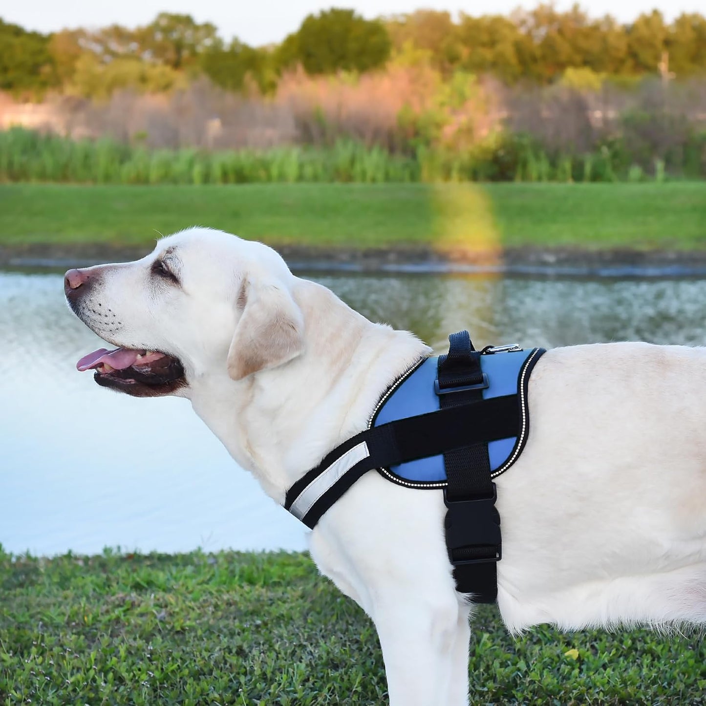 Dogline Dog Harness, Reflective No-Pull Adjustable Vest with Handle for Walking, Training, Breathable, No - Choke Harness for Small, Medium or Large Dogs Room for Patches Girth 33"-46" in Cyan Blue