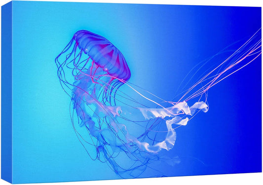 wall26 Canvas Print Wall Art Vibrant Neon Blue Pink Jellyfish Deep Sea Nature Animals Photography Realism Rustic Scenic Landscape Wilderness Earth Colorful for Living Room, Bedroom, Office - 16"x24"