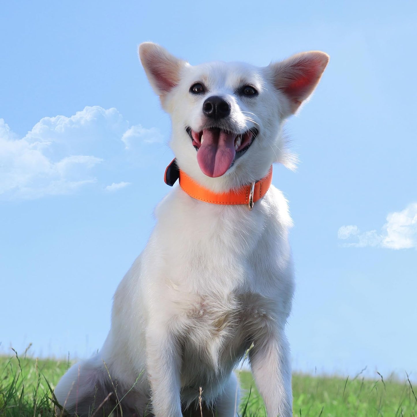 Didog Soft Padded Dog Collars for Small Dogs, Lightweight and Breathable Dog Collar with Metal Buckle for Puppy, Orange, S