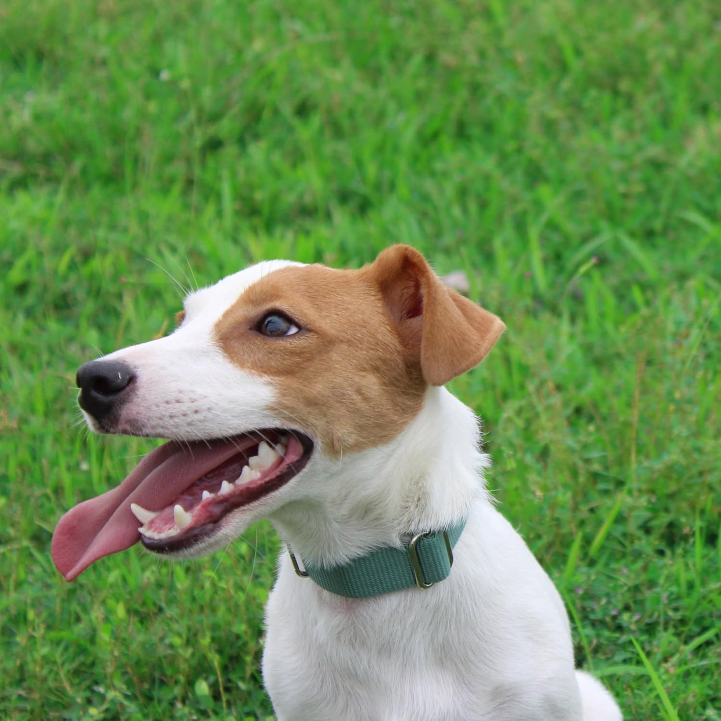 Mikivery Nylon Dog Collar with Quick Release Buckle Soft Adjustable Sturdy for Small Medium Large Dogs Emerald,M