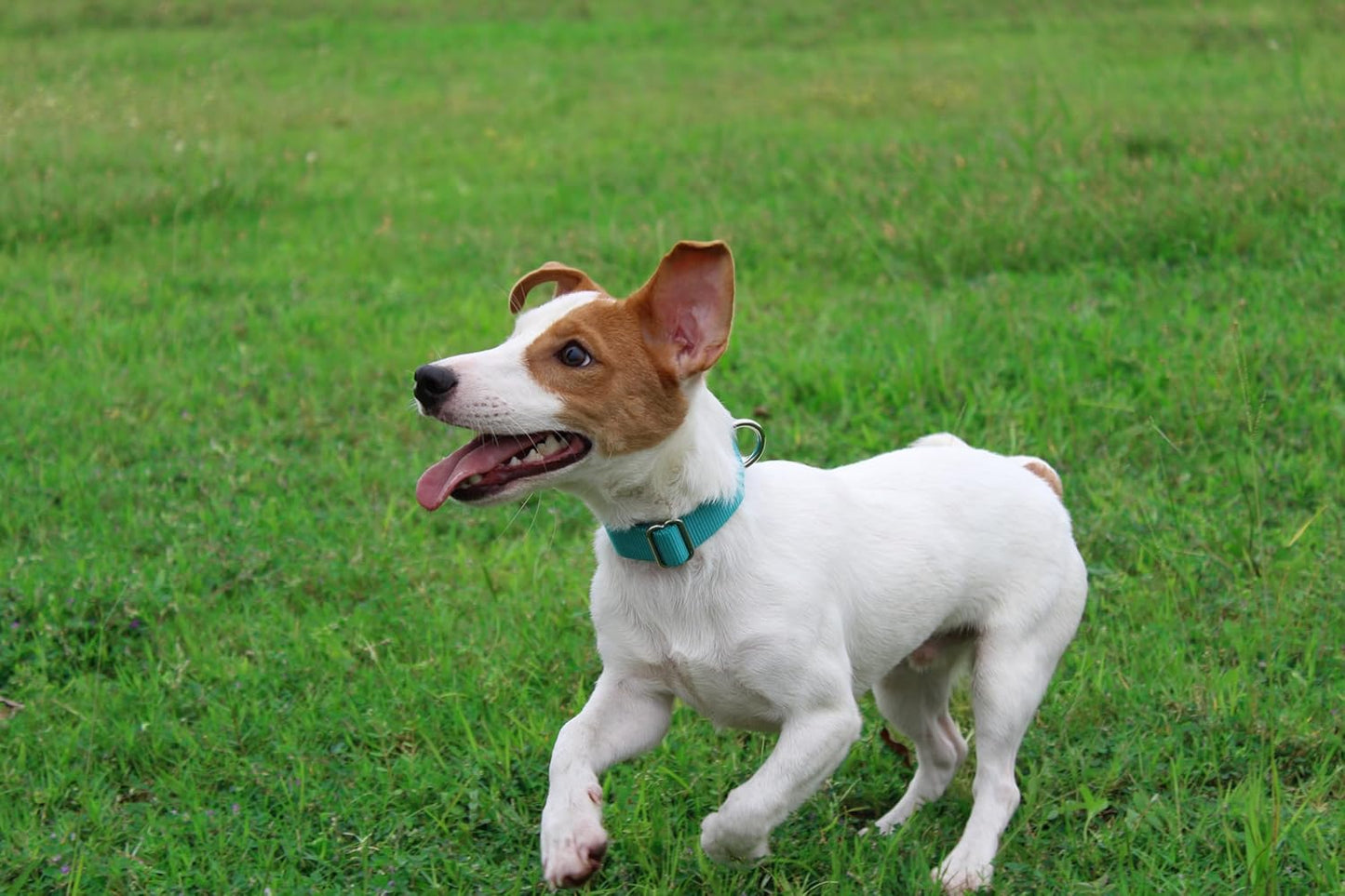 Mikivery Nylon Dog Collar with Quick Release Buckle Soft Adjustable Sturdy for Small Medium Large Dogs Teal,M