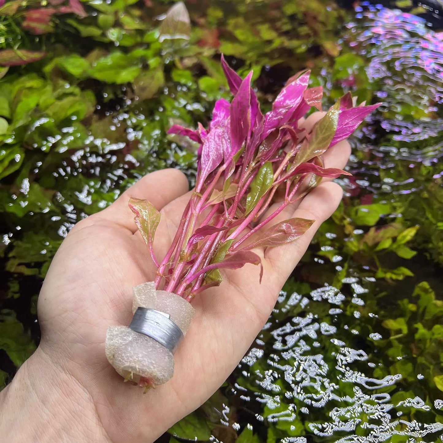 SubstrateSource Live Aquarium Red Stem Plants - Freshwater Aquatic Plant for Fish Tanks, Aquascaping - (Alternanthera Reineckii Rosanervig, 1 Bunch)