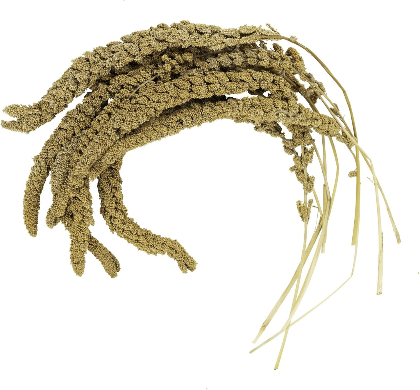 Birds LOVE French Kissed Spray Millet for Birds - Parakeets, Cockatiels, Lovebirds, Finches, Budgies, Canaries, Cockatoos - Natural & Healthy Bird Millet - Parakeet Food & Treats for all Parrots 25lbs