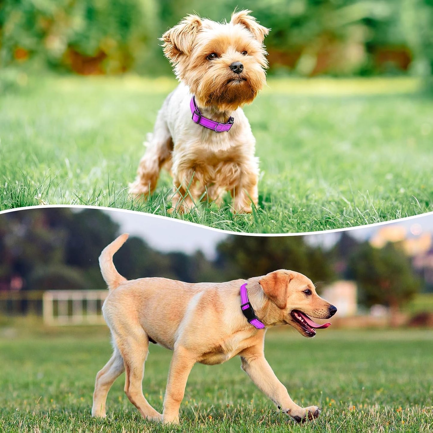 Reflective Dog Collar Padded with Soft Neoprene Breathable Quick Release Basic Dog Collars for Medium Large Dogs Dark Magenta