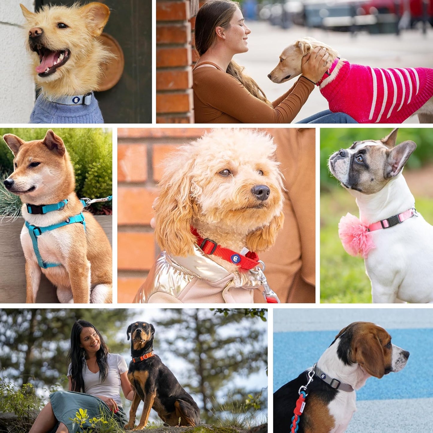 Blueberry Pet Essentials Medium Dog Collar in Fired Brick | Adjustable & Eco-Friendly Durable Nylon Strap | Classic Collar for Medium Dogs, Boy & Girl Pets