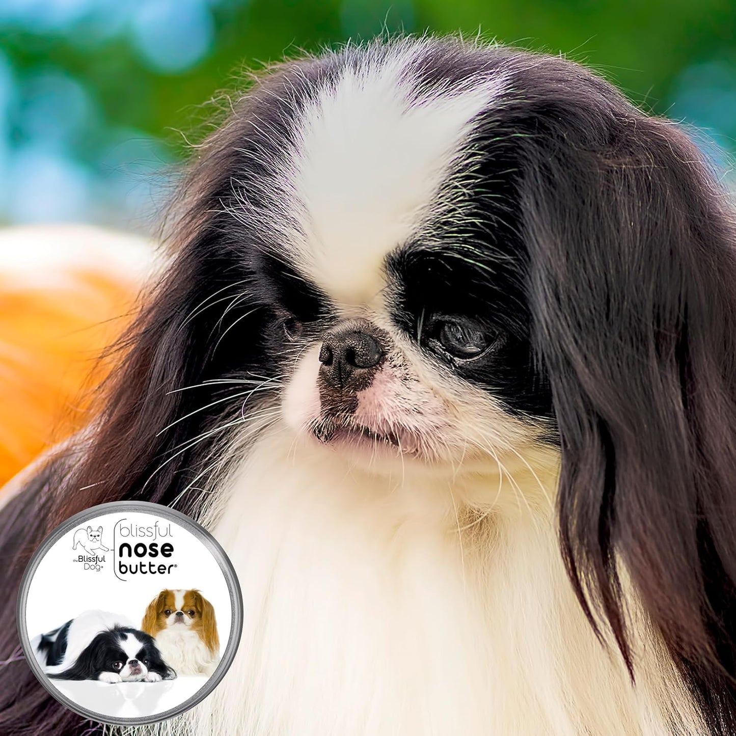 The Blissful Dog Japanese Chin Nose Butter for Dry, Cracked Skin, Lick-Safe Dog Nose Balm with Moisturizing Shea Butter, Almond, Olive, and Essential Oils, Pet Supplies, Uncented, 8 oz.