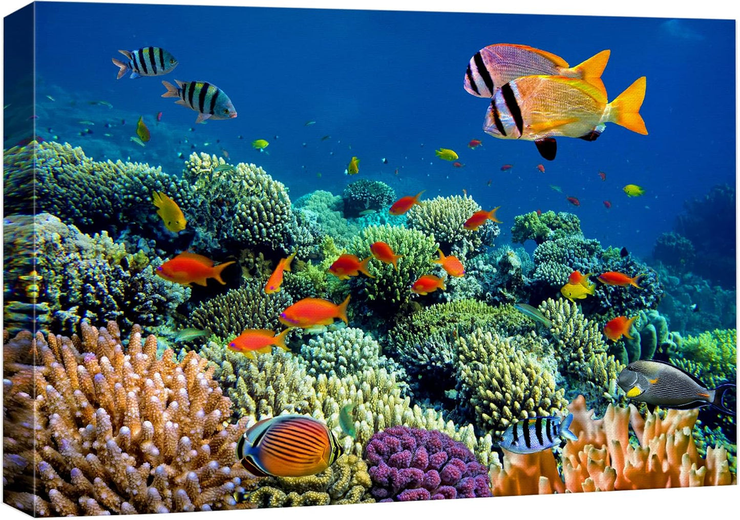wall26 Canvas Print Wall Art Vibrant Coral Reef Underwater Panorama Nature Animals Photography Realism Rustic Scenic Landscape Wilderness Earth Colorful for Living Room, Bedroom, Office - 24"x36"