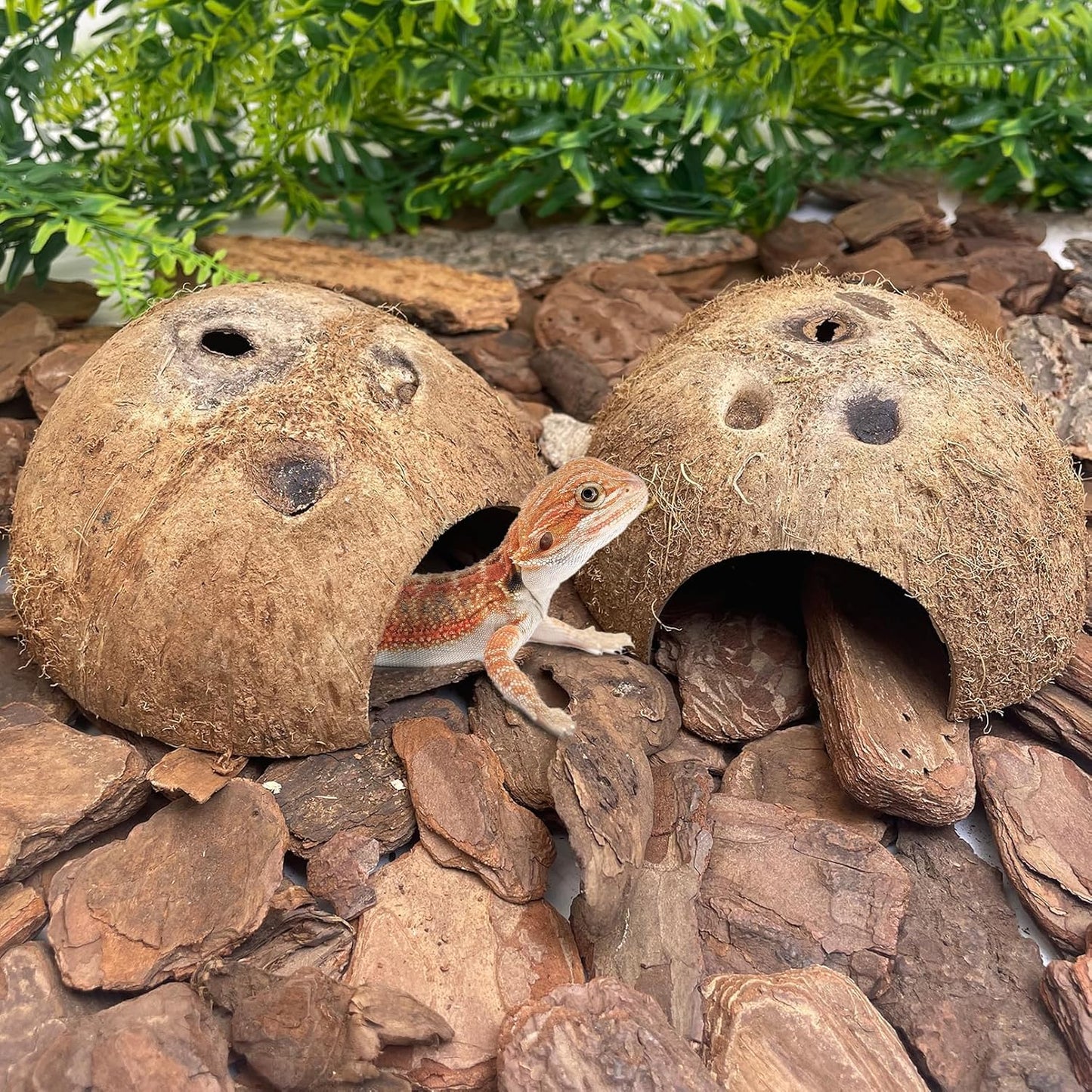 PINVNBY Natural Coconut Reptile Hideouts Lizard, Coco Hut Hermit Crab Hut Aquarium Fish Hide Cave for Small Reptile Crested Gecko Leopard Gecko Spider Snail Climber Toys (2 PCS Natural Surface)