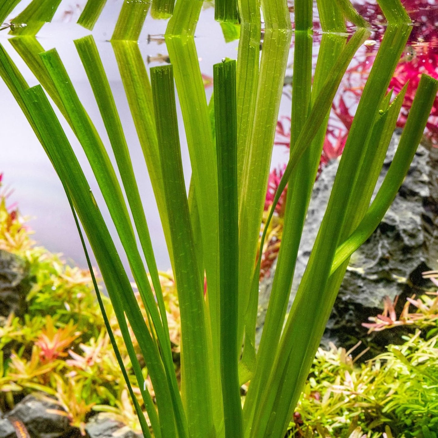 SubstrateSource Live Plant - Tall Grass, Vallisneria Gigantea - Easy Care, Moderate to High Light, Bright Green Accent, Freshwater Aquatic Plant for Aquascaping - Lead Bunch