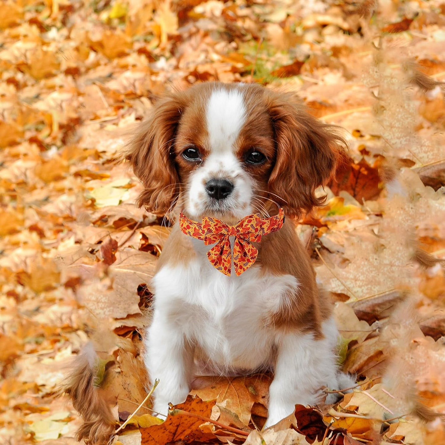 Lionet Paws Dog Collar with Bowtie - Cute Cotton Adjustable Fall Bowtie Dog Collar with Metal Buckle for Small Medium Large Dog Girl Boy Gift, XS, Neck 8-12in