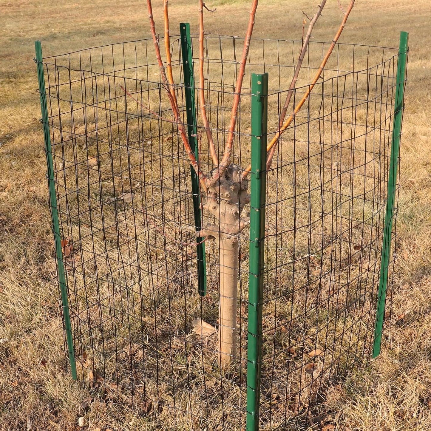 Black PVC Coated Welded Wire Fence 36 Inch x 50 Foot, 2 Inch x 3 Inch 16GA, Garden Border Fencing Roll Vinyl Coating Metal Wire Mesh for Yard Vegetable Plant Protection Poultry Netting